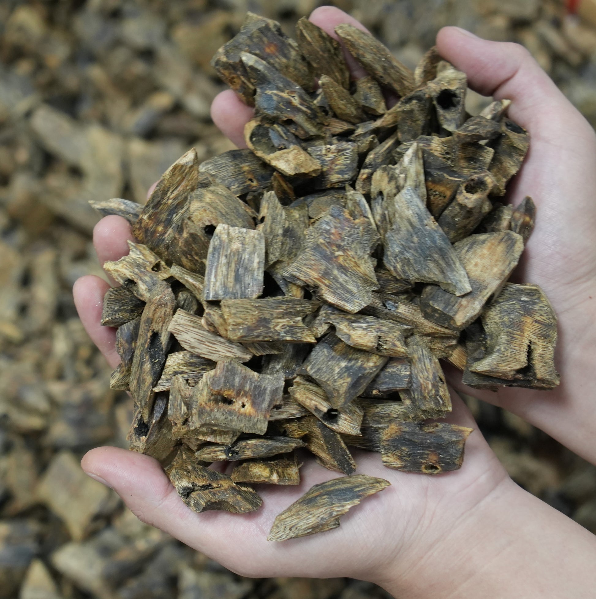 Agarwood Chips 🌿 | Middle Eastern special aroma experience