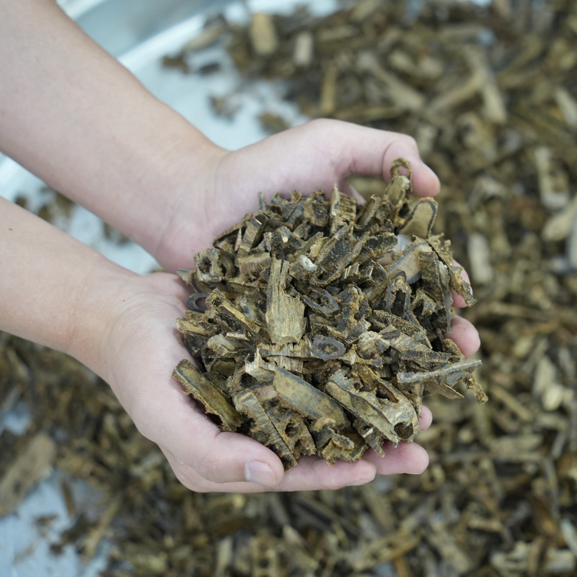 Premium Agarwood Chips | Ancient Traditional Fragrance 🌟